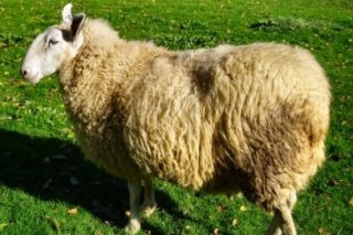 Le canton du Valais demande aux éleveurs d'enregistrer correctement leurs animaux.